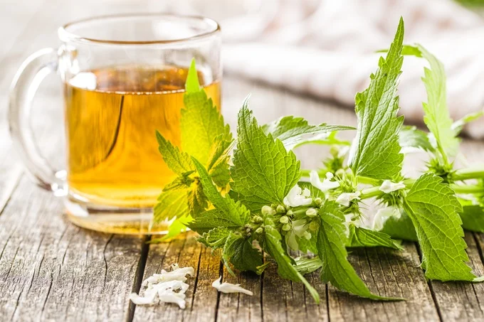 Nettle contains a natural antihistamine which can help in the treatment of certain allergic reactions