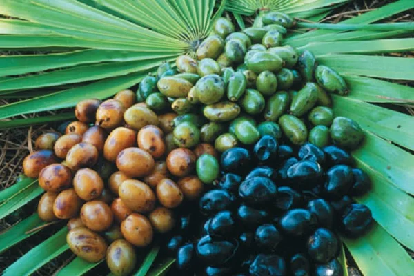 Saw Palmetto can increase blood flow to the penis.