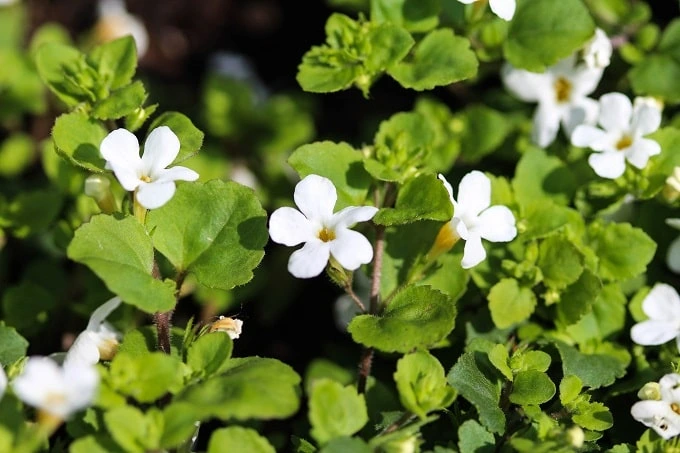 Bacopa Monnieri plant extract can be used as a nootropic to ease anxiety.