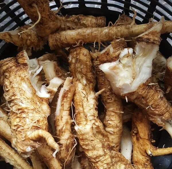 chicory root in basket