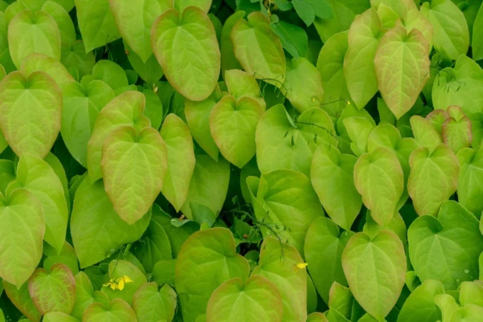 Epimedium is widely used as a treatment for ED