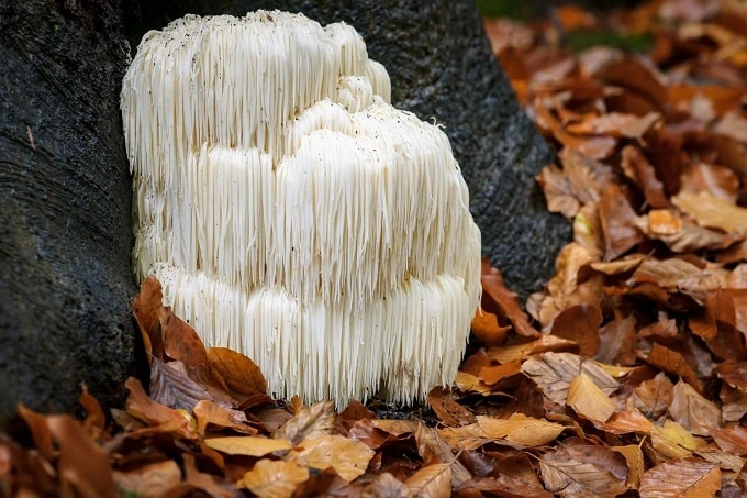 Lion's Mane Mushroom is a popular nootropic for anxiety.