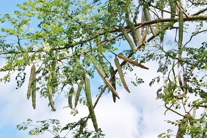 The pods of the moringa tree are about 2 ft long and contain seeds that are rich in protein and omega-3 fatty acids.