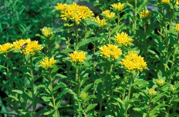 Rhodiola Rosea is heralded to promote both physical and cognitive energy.