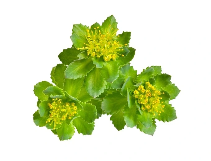 Rhodiola Rosea is an adaptogen and nootropic to ease anxiety.
