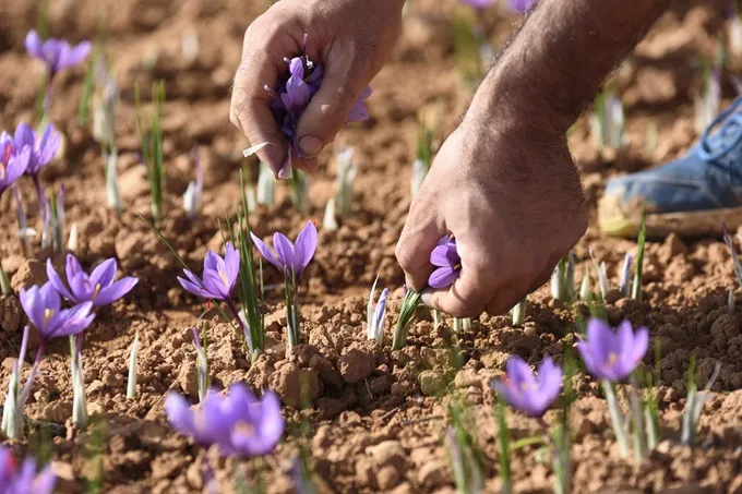 Saffron is harvested by hand to be used in food and in the supplement industry.