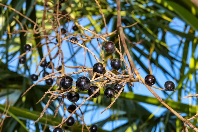 The berries of the Saw Palmetto plant can be effective in reducing symptoms of BPH.
