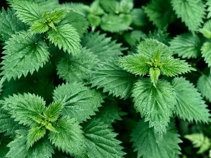 Stinging nettle extract can be used to reduce the symptoms of BPH.