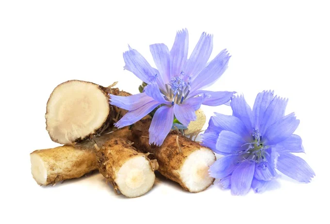 Inulin powder is a form of soluble dietary fibre sourced from chicory root.